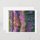 NORFOLK LAVENDER - LAVENDER FIELD NORFOLK ENGLAND BRIEFKAART (Voorkant / Achterkant)