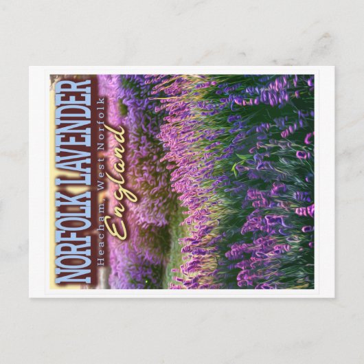 NORFOLK LAVENDER - LAVENDER FIELD NORFOLK ENGLAND BRIEFKAART (Voorkant)