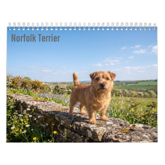 Norfolk Terrier 2027 wandkalender Kalender