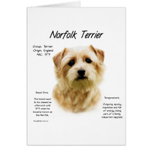 Norfolk Terrier Geschiedenis Ontwerp