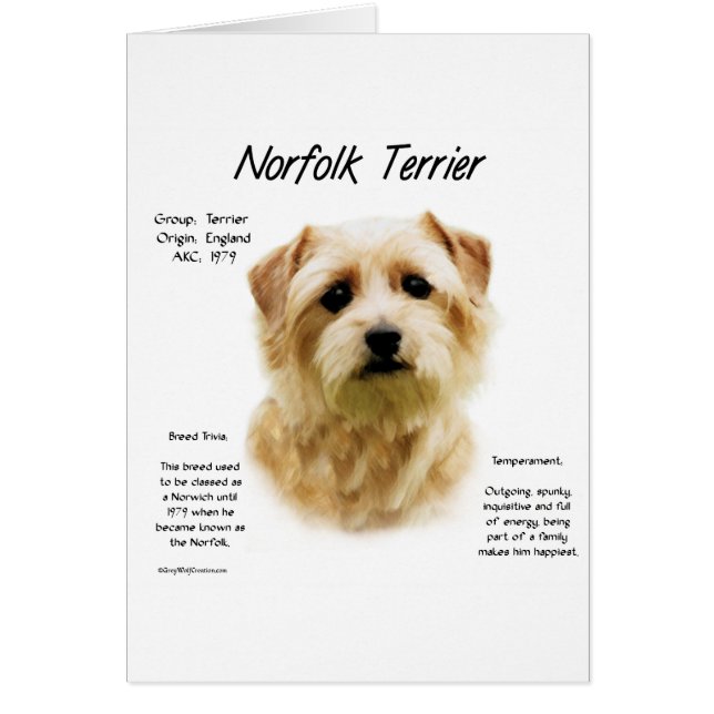 Norfolk Terrier Geschiedenis Ontwerp (Voorkant)