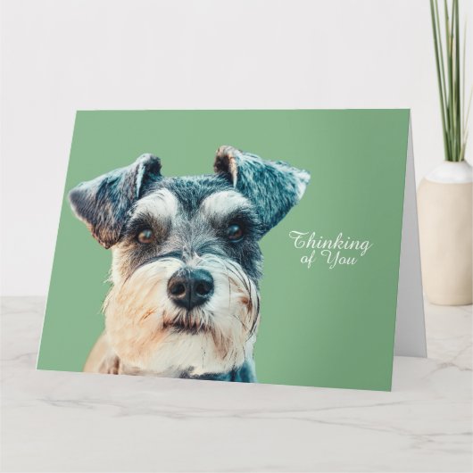 Norfolk Terrier Kaart (Voorkant)