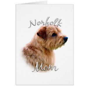 Norfolk Terrier Ma 2