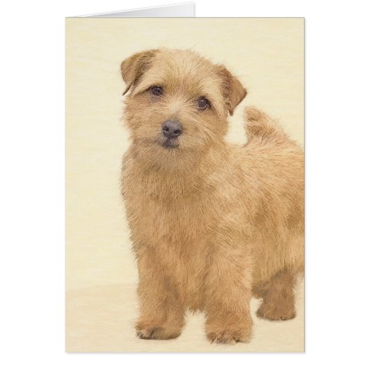 Norfolk Terrier Painting - Original Dog Art (Voorkant)