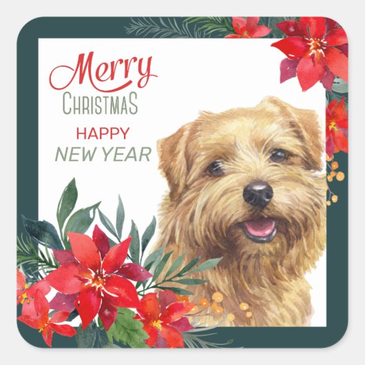 Norfolk Terrier Poinsettia Border Kerstmis Vierkante Sticker (Voorkant)