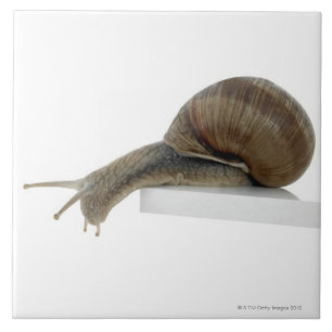 Normalsnagel Tegeltje