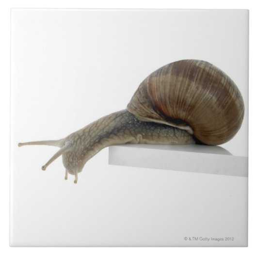 Normalsnagel Tegeltje (Voorkant)