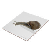 Normalsnagel Tegeltje (Zijkant)