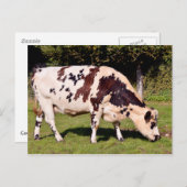 Normandische koe grazing briefkaart (Voorkant / Achterkant)