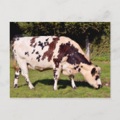 Normandische koe grazing briefkaart (Voorkant)