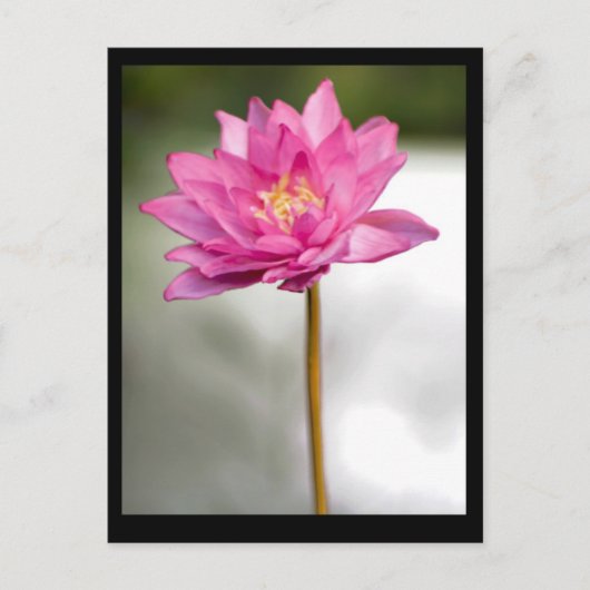 NORMAN'S LOTUS VISION BRIEFKAART (Voorkant)