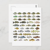 North America Freshwater Fish Group Briefkaart (Voorkant / Achterkant)