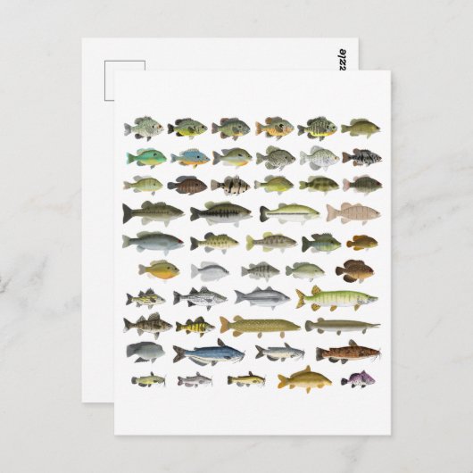 North America Freshwater Fish Group Briefkaart (Voorkant / Achterkant)