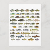 North America Freshwater Fish Group Briefkaart (Voorkant)