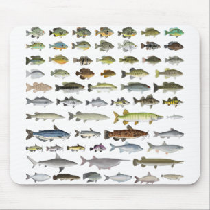 North America Freshwater Fish Group Muismat