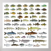 North America Freshwater Fish Group Poster (Voorkant)