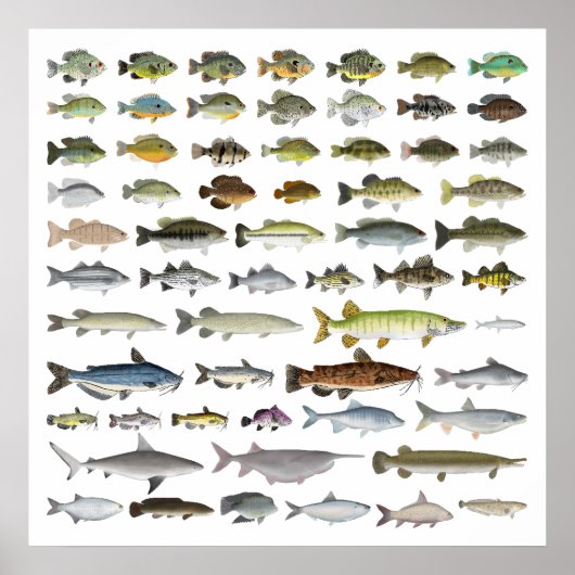 North America Freshwater Fish Group Poster (Voorkant)