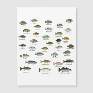 North America Sunfish Group