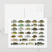 North America Sunfish Group Briefkaart (Voorkant / Achterkant)