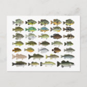 North America Sunfish Group Briefkaart (Voorkant)