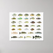 North America Sunfish Group Canvas Afdruk (Voorkant)