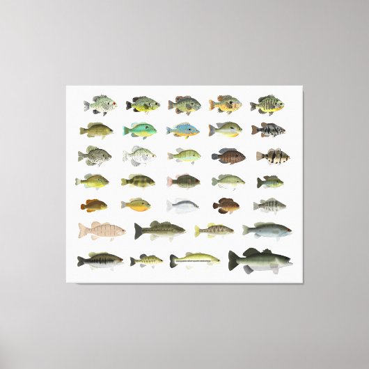 North America Sunfish Group Canvas Afdruk (Voorkant)