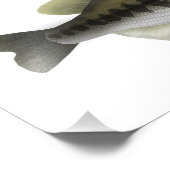 North America Sunfish Group Foto Afdruk (Hoek)