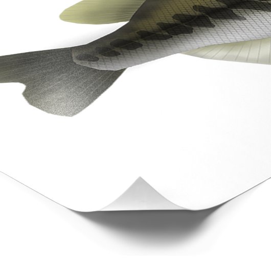 North America Sunfish Group Foto Afdruk (Hoek)