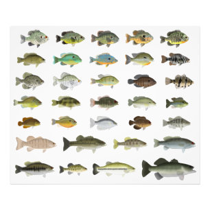 North America Sunfish Group Foto Afdruk