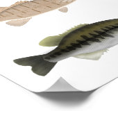 North America Sunfish Group Poster (Hoek)