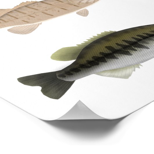 North America Sunfish Group Poster (Hoek)