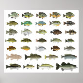 North America Sunfish Group Poster (Voorkant)