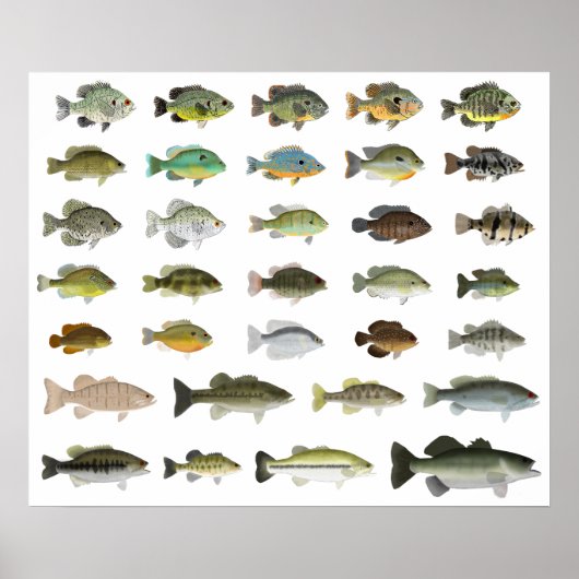 North America Sunfish Group Poster (Voorkant)