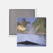 North America, USA, Alaska, Inside Passage. Magneet (Voorkant / Achterkant)