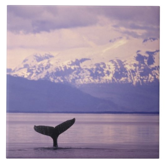 North America, USA, Alaska, Inside Passage. Tegeltje (Voorkant)