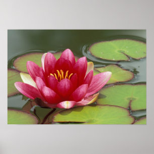 North America, USA, WA, Seattle, Woodland Park Poster