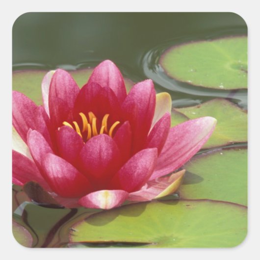 North America, USA, WA, Seattle, Woodland Park Vierkante Sticker (Voorkant)