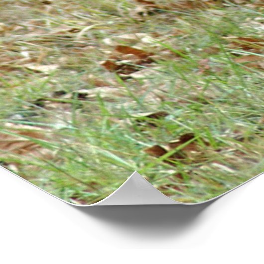 North American Elk Poster (Hoek)