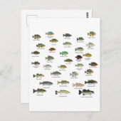 North American Sunfish Group Briefkaart (Voorkant / Achterkant)