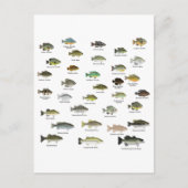 North American Sunfish Group Briefkaart (Voorkant)