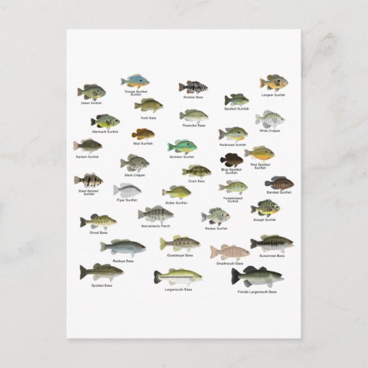 North American Sunfish Group Briefkaart (Voorkant)