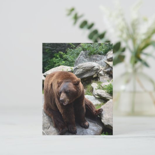 North Carolina Bears Briefkaart (Staand voorkant)