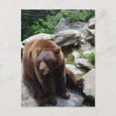 North Carolina Bears Briefkaart (Voorkant)