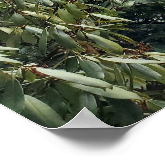 North Carolina Silver Run Herfsten waterval Poster (Hoek)