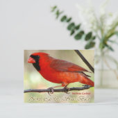 North Carolina State Bird - Northern Kardinaal Briefkaart (Staand voorkant)
