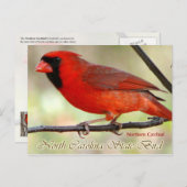 North Carolina State Bird - Northern Kardinaal Briefkaart (Voorkant / Achterkant)