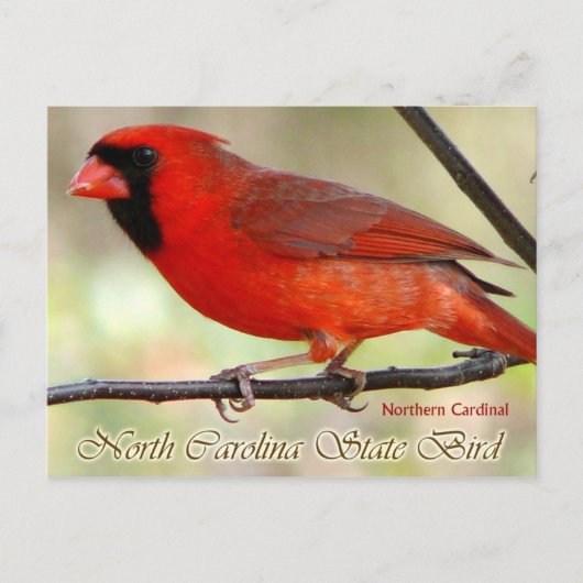 North Carolina State Bird - Northern Kardinaal Briefkaart (Voorkant)