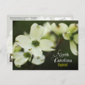 North Carolina State Flower: Dogwood bloem Briefkaart (Voorkant / Achterkant)