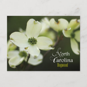North Carolina State Flower: Dogwood bloem Briefkaart