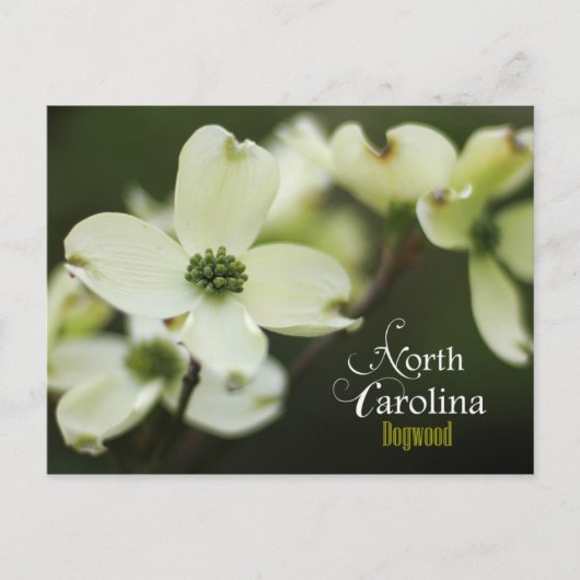 North Carolina State Flower: Dogwood bloem Briefkaart (Voorkant)